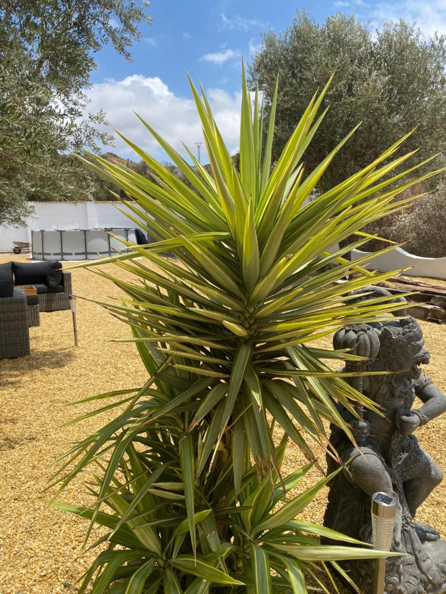 Cortijo Los Corazones Cantoria エクステリア 写真